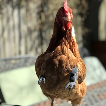 Διασυνοριακό νέο προϊόν Διακόσμηση βραχίονα κοτόπουλου Διακόσμηση μπροστινού άκρου κοτόπουλου Παρωδία δεινοσαύρου Στηρίγματα κατοικίδιων Βραχίονας κοτόπουλου