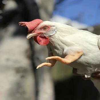 Διασυνοριακό νέο προϊόν Διακόσμηση βραχίονα κοτόπουλου Διακόσμηση μπροστινού άκρου κοτόπουλου Παρωδία δεινοσαύρου Στηρίγματα κατοικίδιων Βραχίονας κοτόπουλου