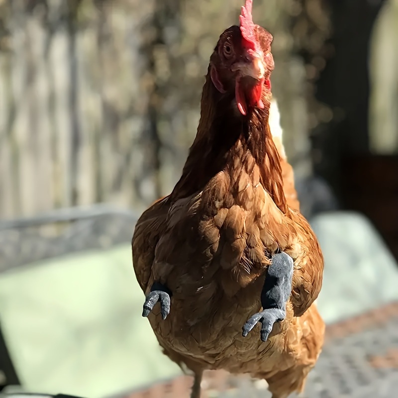 Pārrobežu jauns produkts - vistas rokas dekorēšana - vistas priekškājas dekorēšana - dinozaura parodija - mājdzīvnieku aksesuāri - vistas roka