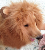 Трансгранична шапка за кучета с лъв, костюм за кучета за Хелоуин, дрехи за кучета, трансформирана златна коса, забавно куче