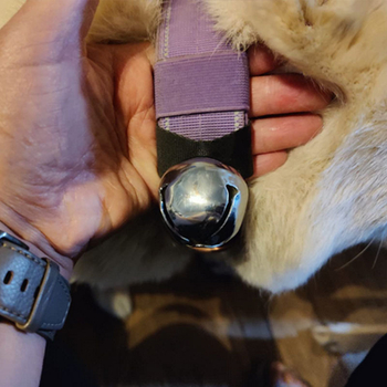 Μεγάλο και μεσαίο κουδούνι για κολάρο σκύλου, κουδούνι για σκύλους Tracker, κουδούνι για κολάρο σκύλου Amazon Pet Training Supplies