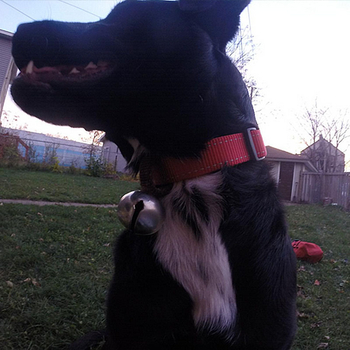 Μεγάλο και μεσαίο κουδούνι για κολάρο σκύλου, κουδούνι για σκύλους Tracker, κουδούνι για κολάρο σκύλου Amazon Pet Training Supplies