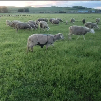 Νέο προϊόν με ζώνη κοιλιάς προβάτου κατά του ζευγαρώματος, τυλιγμένο με αναπνεύσιμο κριάρι, αντι-αναρριχητικό, ζώνη κοιλιάς προβάτου, πρόβατο, άλογο, αγελάδα