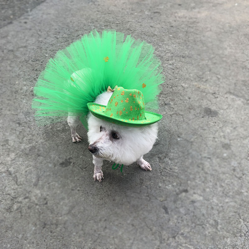 Xinye tarpvalstybinis Airijos festivalis naminių gyvūnėlių aprangos drabužiai katės ir šuns dobilo skrybėlė naminių gyvūnėlių tutu sijonas kaubojiška skrybėlė