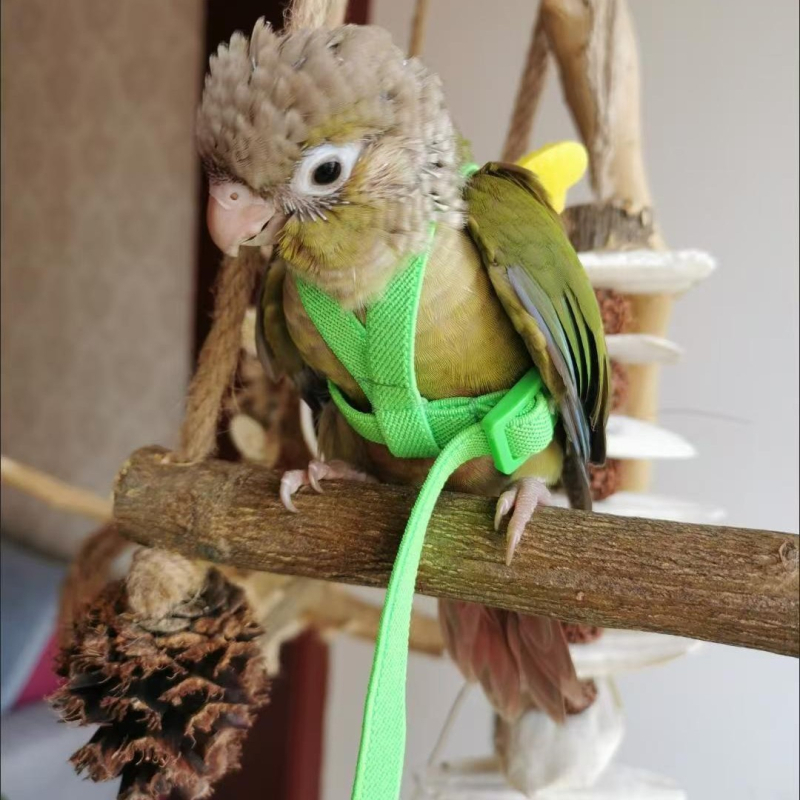 Papagoi lendava köie rihm, linnu kõndimisköis, tiigri nahaga Xuanfeng väike päikesejalgadega ülikerge veojõuköis