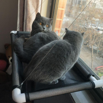 Κρεμαστή φωλιά αιώρας γάτας, βεντούζα, φωλιά γάτας, γενικής χρήσης, φωλιά αιώρας μπαλκονιού γάτας, κούνια για μικρά κατοικίδια, είδη για γάτες