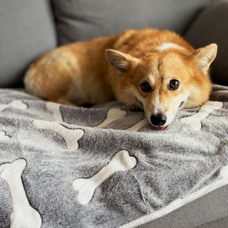 Deka za pse s četiri godišnja doba, jesenska i zimska deka, topla deka za pseću kućicu, veleprodaja opreme za kućne ljubimce preko granice