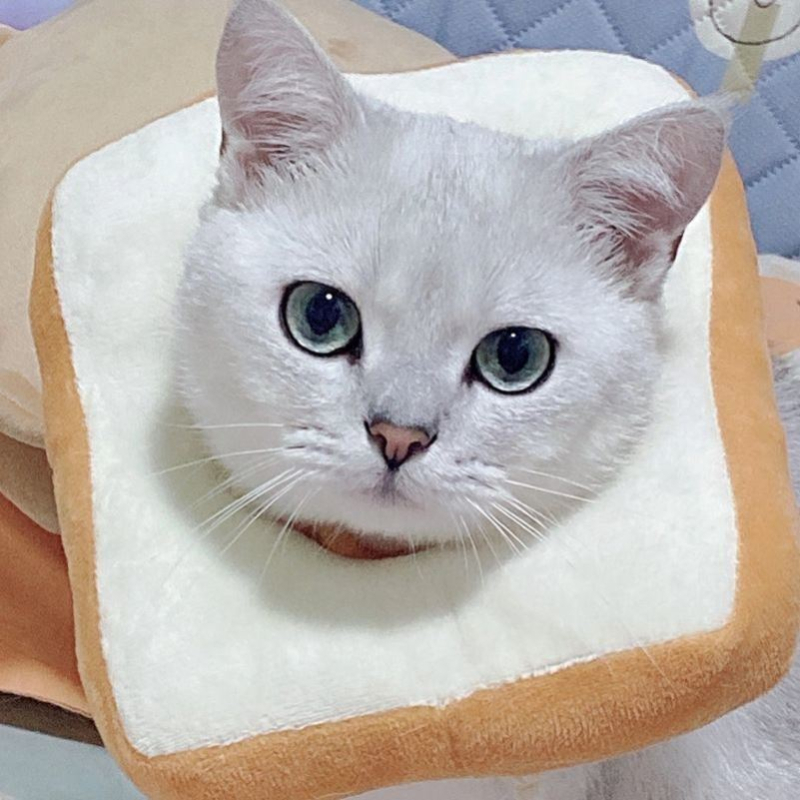 Strogi odabir Amazon Elizabeth prstena za kućne ljubimce, ogrlica za mačke i pse, prsten za tost, ogrlica za mačke protiv lizanja, veleprodaja