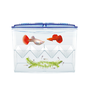 Sepijų inkubacijos dėžė, atskira izoliacinė dėžė, veisimo dėžė, daugiafunkcis akrilinis izoliacinis bakas