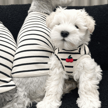 Ρούχα για κουτάβια Καλοκαιρινά Αρκουδάκια Maltis Schanery Αμάνικο Γιλέκο με Κεράσι και Ριγέ