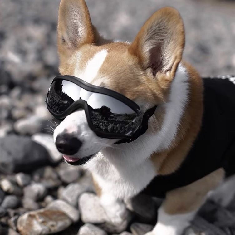 Kisállat szemüveg kutya szélálló napszemüveg kutya védőszemüveg teddy fadou corgi fotó aranyos kutya napszemüveg