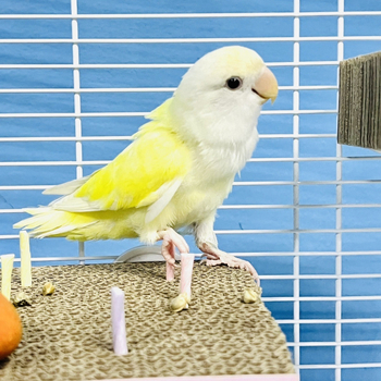 Παπαγάλος Bites Paper Wafer Platform Tiger Peony Fun Κρεμαστή πλατφόρμα Melaleuca Xuanfeng Molar Toy diy