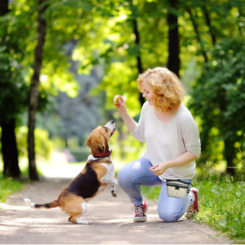 Nešiojamas augintinių dresavimo krepšys ant juosmens šunų užkandžių krepšys su segtuku, tinklas šunų dresavimui vaikščioti, šunų ėdalo krepšys šunų šėrimui, lauko šunų dresavimo reikmenys
