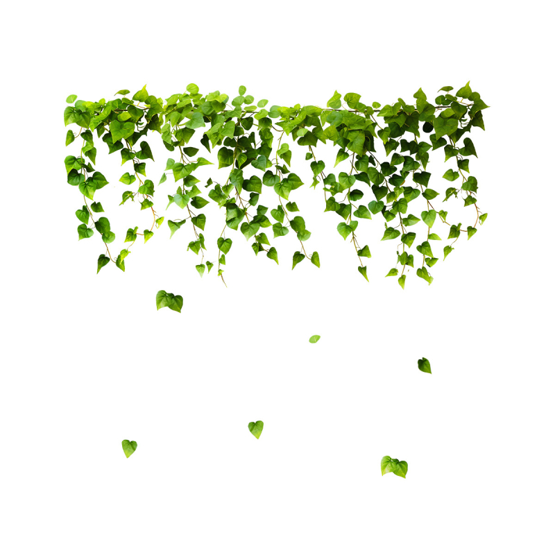 DJ3082 žali švieži vynuogių lapai elektrostatiniai lipdukai langų stiklams dvipusis spausdinimas vizualinė dekoracija PVC