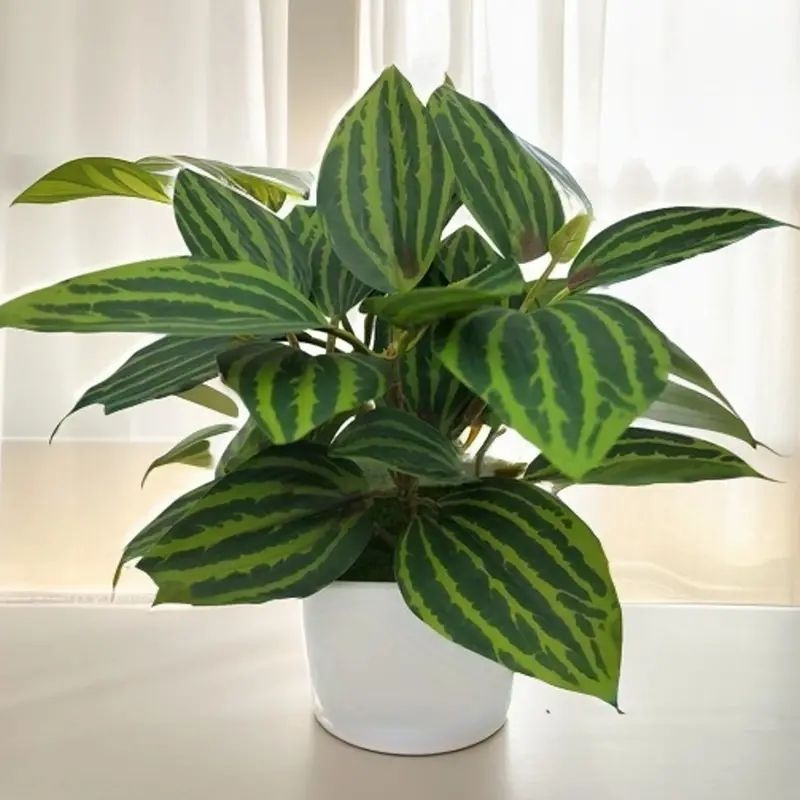 Széllevél cserepes növények, skandináv művirág cserepes növények, nappali dekoráció, éttermi asztaldekoráció