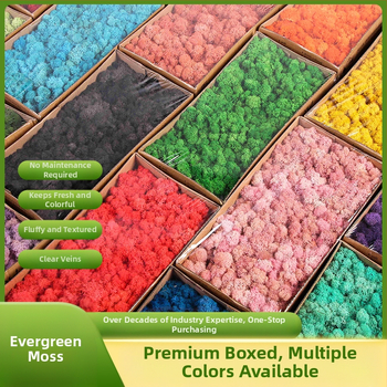 Nemirtingos samanos, dėžutėje sudėtos samanų augalų sienos apželdinimas, samanų vitrinos interjero dekoracijos, mikropeizažas, amžina gėlė, samanos