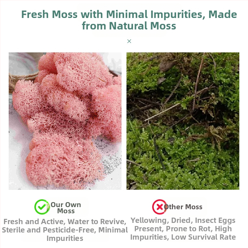 Nemirtingos samanos, dėžutėje sudėtos samanų augalų sienos apželdinimas, samanų vitrinos interjero dekoracijos, mikropeizažas, amžina gėlė, samanos