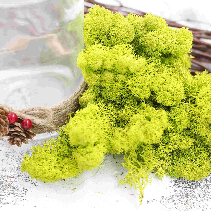 Nemirtingos samanos, dėžutėje sudėtos samanų augalų sienos apželdinimas, samanų vitrinos interjero dekoracijos, mikropeizažas, amžina gėlė, samanos