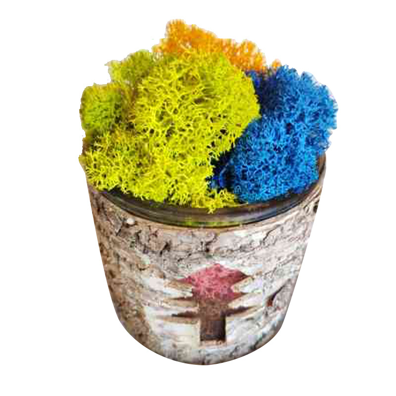 Nemirtingos samanos, dėžutėje sudėtos samanų augalų sienos apželdinimas, samanų vitrinos interjero dekoracijos, mikropeizažas, amžina gėlė, samanos