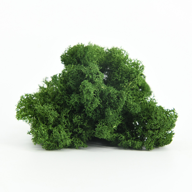 Nemirtingos samanos, dėžutėje sudėtos samanų augalų sienos apželdinimas, samanų vitrinos interjero dekoracijos, mikropeizažas, amžina gėlė, samanos