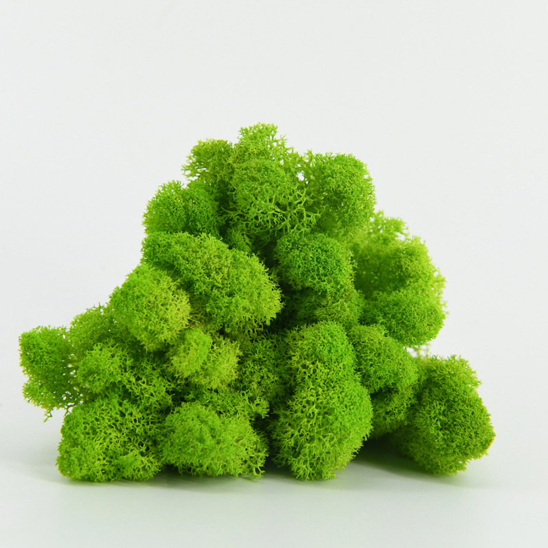 Nemirtingos samanos, dėžutėje sudėtos samanų augalų sienos apželdinimas, samanų vitrinos interjero dekoracijos, mikropeizažas, amžina gėlė, samanos