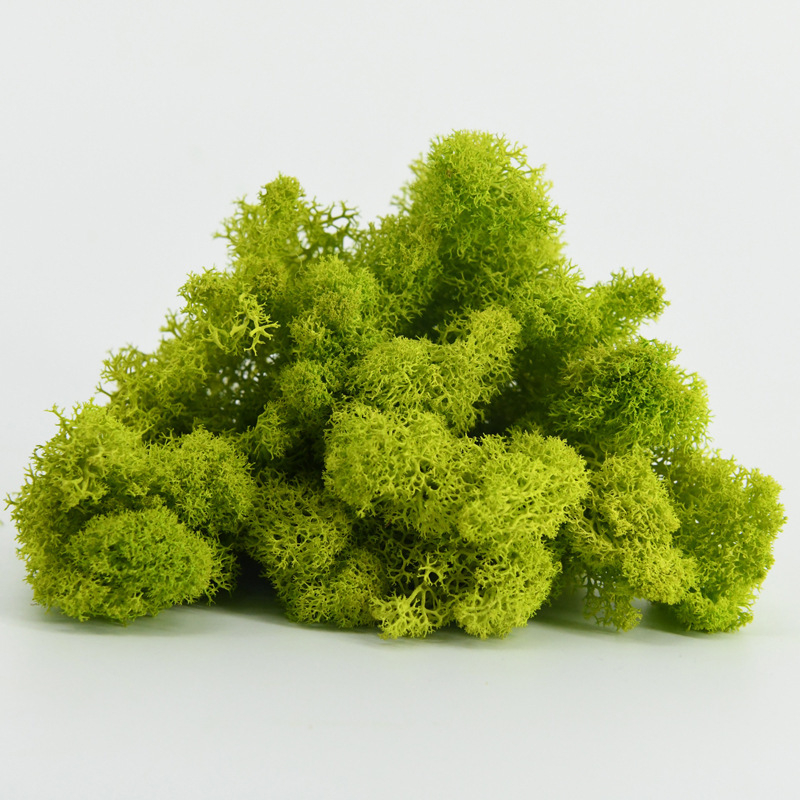 Nemirtingos samanos, dėžutėje sudėtos samanų augalų sienos apželdinimas, samanų vitrinos interjero dekoracijos, mikropeizažas, amžina gėlė, samanos