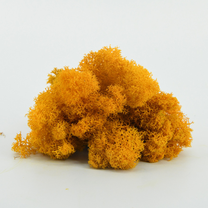 Nemirtingos samanos, dėžutėje sudėtos samanų augalų sienos apželdinimas, samanų vitrinos interjero dekoracijos, mikropeizažas, amžina gėlė, samanos