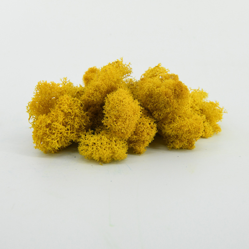 Nemirtingos samanos, dėžutėje sudėtos samanų augalų sienos apželdinimas, samanų vitrinos interjero dekoracijos, mikropeizažas, amžina gėlė, samanos