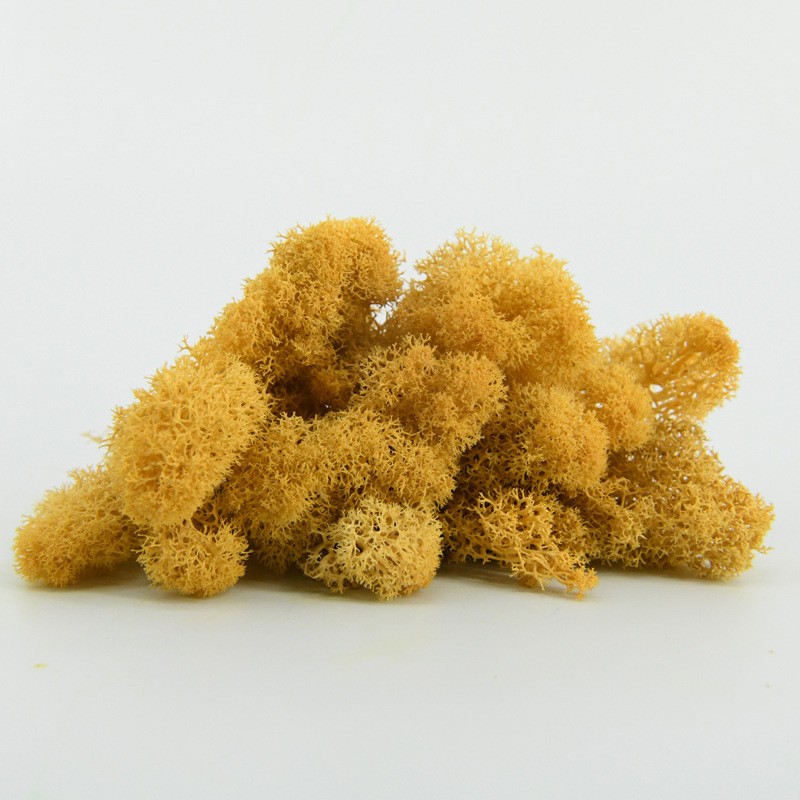 Nemirtingos samanos, dėžutėje sudėtos samanų augalų sienos apželdinimas, samanų vitrinos interjero dekoracijos, mikropeizažas, amžina gėlė, samanos