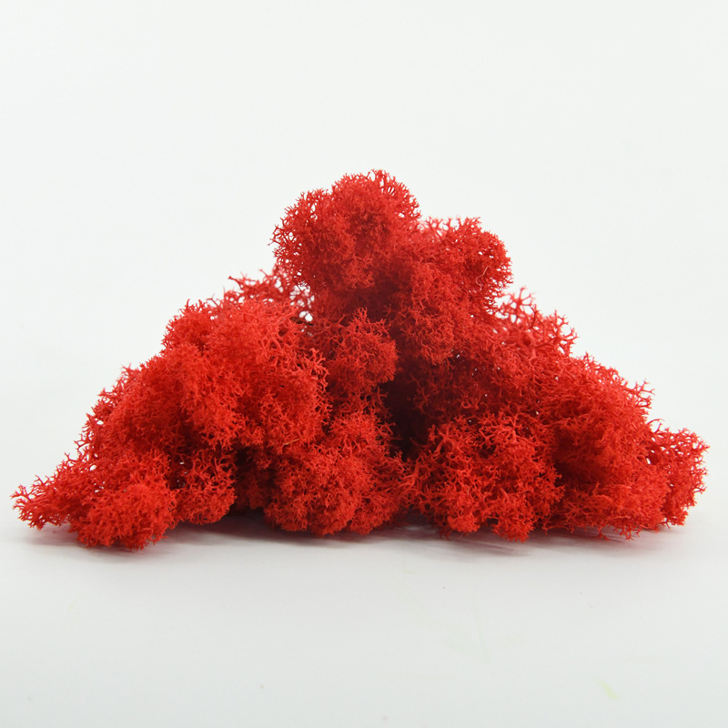 Nemirtingos samanos, dėžutėje sudėtos samanų augalų sienos apželdinimas, samanų vitrinos interjero dekoracijos, mikropeizažas, amžina gėlė, samanos