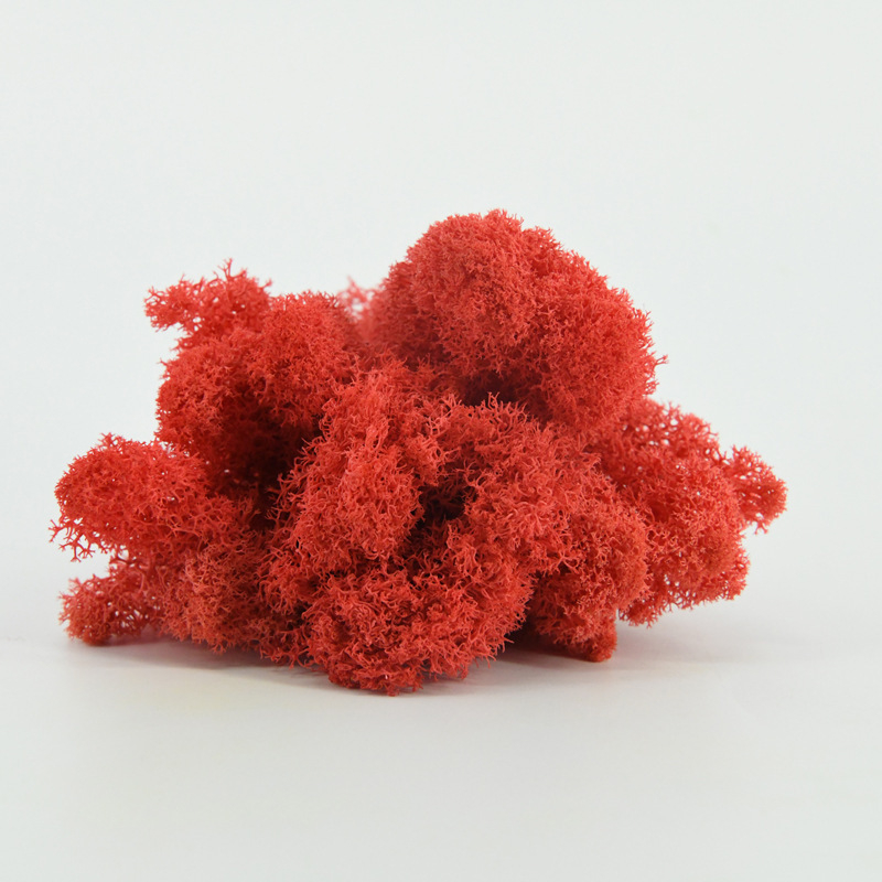 Nemirtingos samanos, dėžutėje sudėtos samanų augalų sienos apželdinimas, samanų vitrinos interjero dekoracijos, mikropeizažas, amžina gėlė, samanos