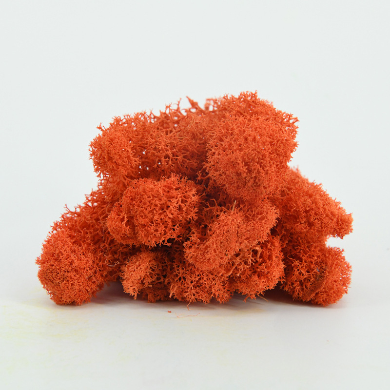 Nemirtingos samanos, dėžutėje sudėtos samanų augalų sienos apželdinimas, samanų vitrinos interjero dekoracijos, mikropeizažas, amžina gėlė, samanos