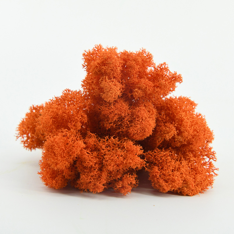 Nemirtingos samanos, dėžutėje sudėtos samanų augalų sienos apželdinimas, samanų vitrinos interjero dekoracijos, mikropeizažas, amžina gėlė, samanos