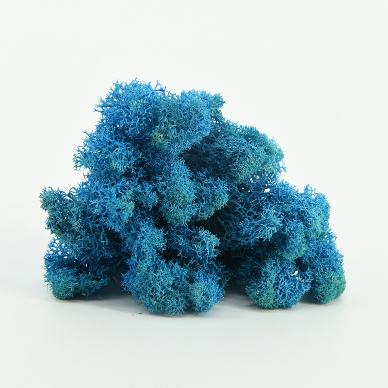 Nemirtingos samanos, dėžutėje sudėtos samanų augalų sienos apželdinimas, samanų vitrinos interjero dekoracijos, mikropeizažas, amžina gėlė, samanos