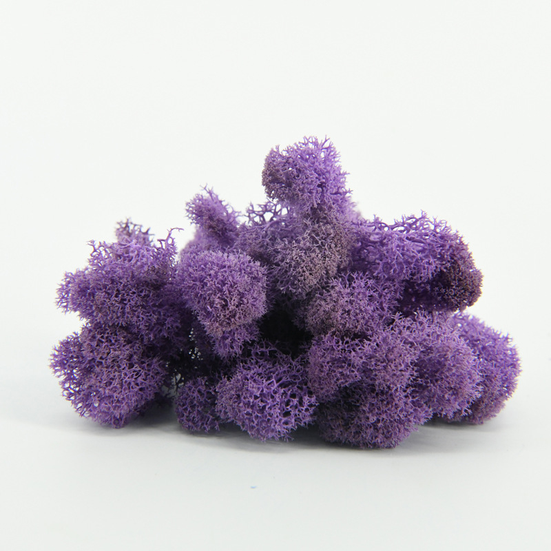 Nemirtingos samanos, dėžutėje sudėtos samanų augalų sienos apželdinimas, samanų vitrinos interjero dekoracijos, mikropeizažas, amžina gėlė, samanos