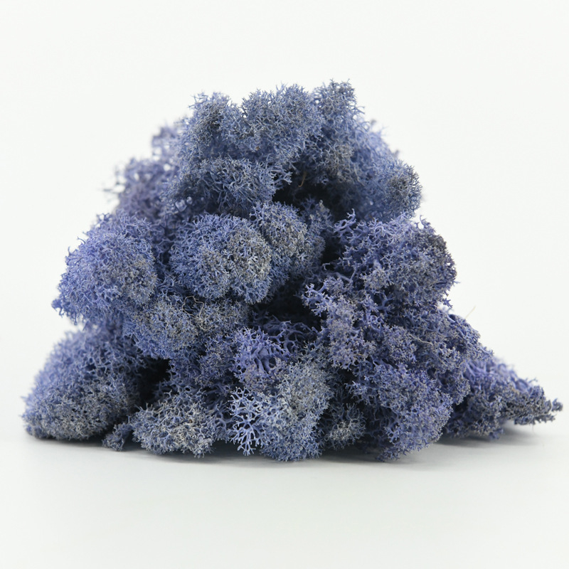 Nemirtingos samanos, dėžutėje sudėtos samanų augalų sienos apželdinimas, samanų vitrinos interjero dekoracijos, mikropeizažas, amžina gėlė, samanos