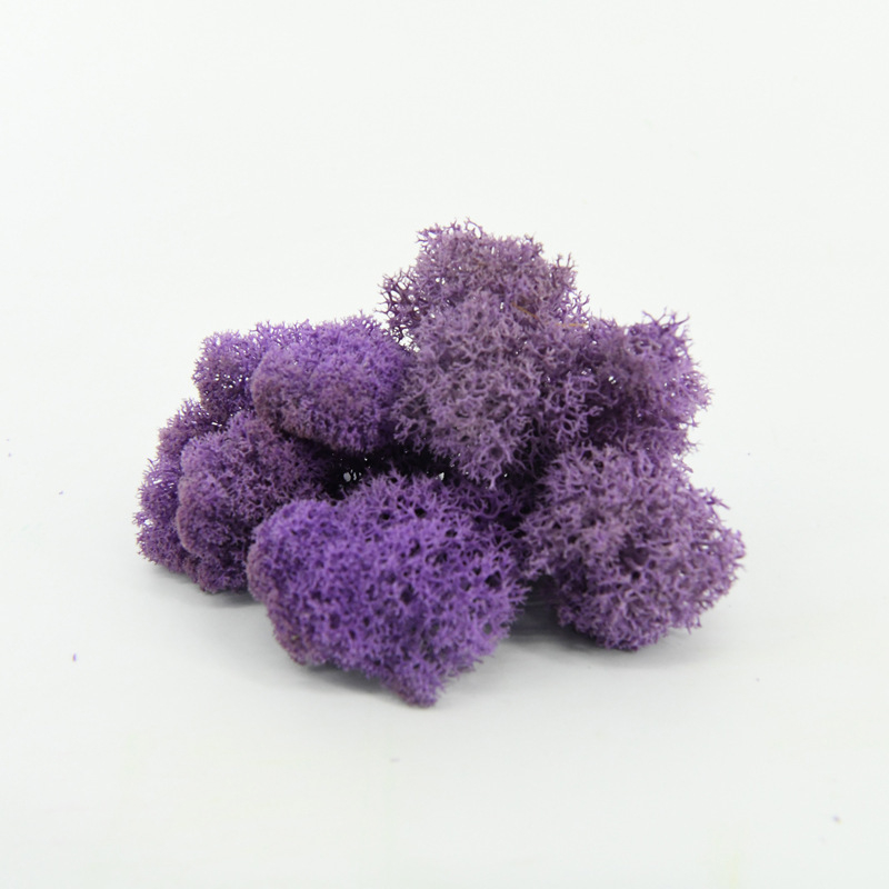 Nemirtingos samanos, dėžutėje sudėtos samanų augalų sienos apželdinimas, samanų vitrinos interjero dekoracijos, mikropeizažas, amžina gėlė, samanos