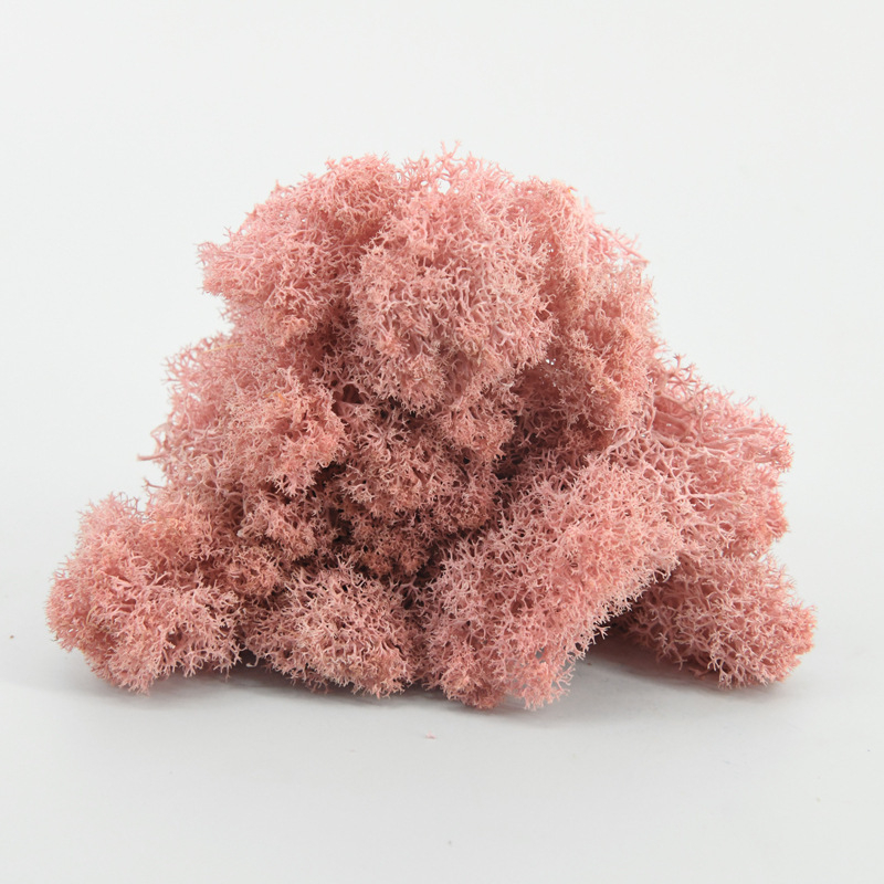 Nemirtingos samanos, dėžutėje sudėtos samanų augalų sienos apželdinimas, samanų vitrinos interjero dekoracijos, mikropeizažas, amžina gėlė, samanos