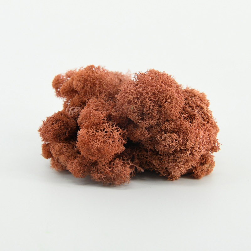 Nemirtingos samanos, dėžutėje sudėtos samanų augalų sienos apželdinimas, samanų vitrinos interjero dekoracijos, mikropeizažas, amžina gėlė, samanos