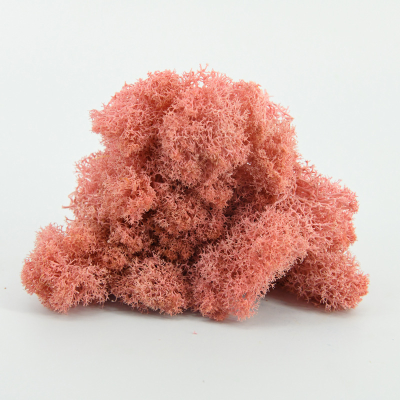 Nemirtingos samanos, dėžutėje sudėtos samanų augalų sienos apželdinimas, samanų vitrinos interjero dekoracijos, mikropeizažas, amžina gėlė, samanos