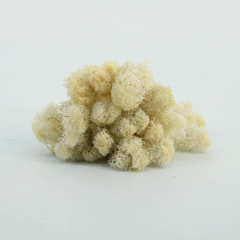 Nemirtingos samanos, dėžutėje sudėtos samanų augalų sienos apželdinimas, samanų vitrinos interjero dekoracijos, mikropeizažas, amžina gėlė, samanos