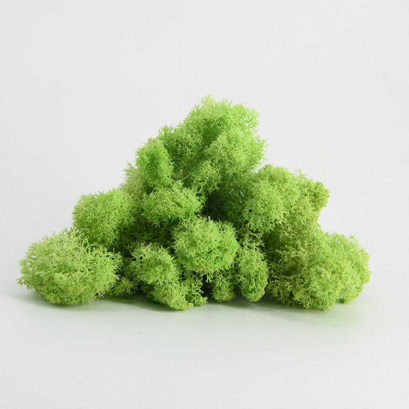 Nemirtingos samanos, dėžutėje sudėtos samanų augalų sienos apželdinimas, samanų vitrinos interjero dekoracijos, mikropeizažas, amžina gėlė, samanos