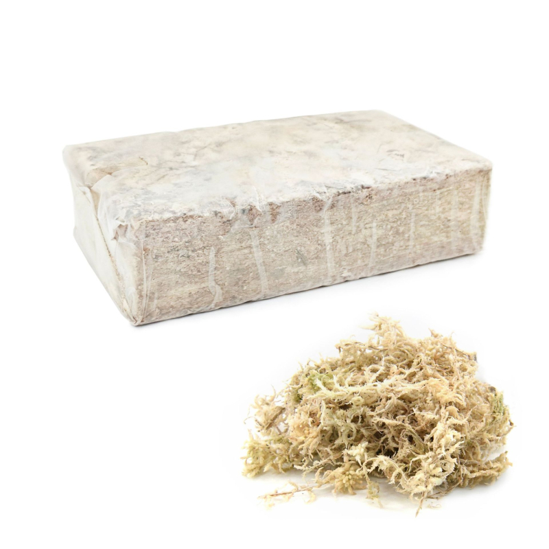 Nemirtingos samanos, dėžutėje sudėtos samanų augalų sienos apželdinimas, samanų vitrinos interjero dekoracijos, mikropeizažas, amžina gėlė, samanos