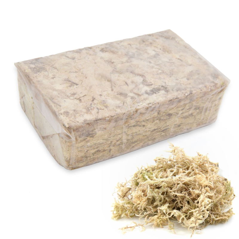 Nemirtingos samanos, dėžutėje sudėtos samanų augalų sienos apželdinimas, samanų vitrinos interjero dekoracijos, mikropeizažas, amžina gėlė, samanos