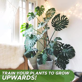 Dviejų dalių 80 cm sulankstomų kokoso lazdų komplektas su kanapių virvės dugnu, laipiojimo rotango rėmu, sulankstoma formuojama kokoso lazdos atrama