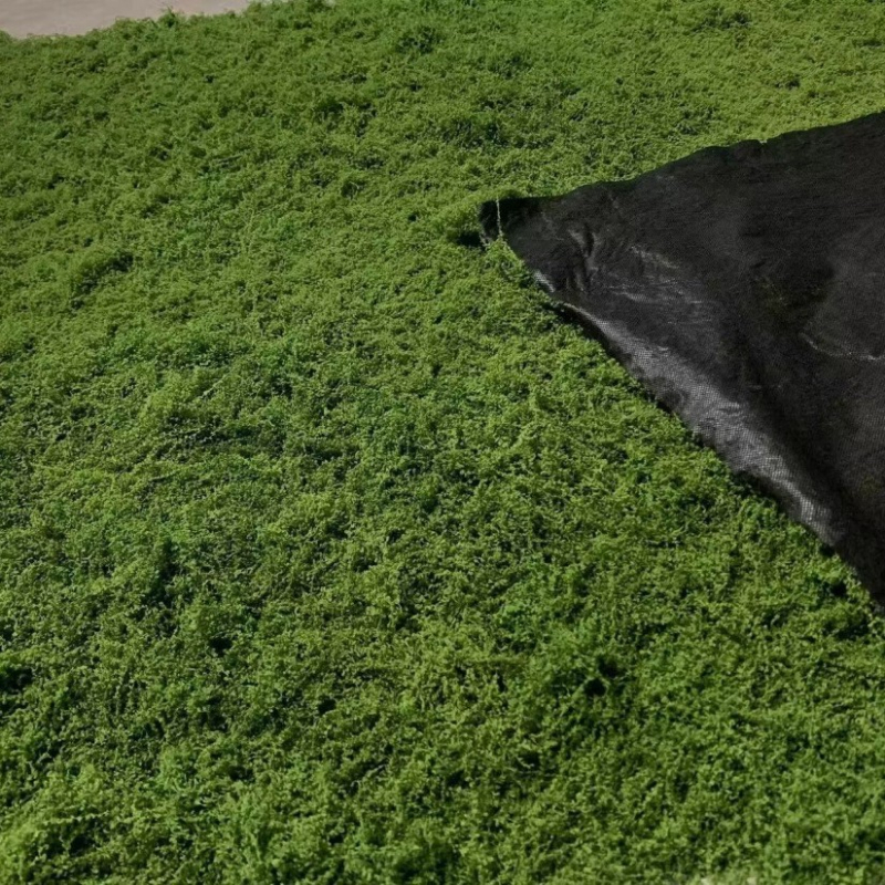 Siūlinės samanos vejos modeliavimas, dirbtinių samanų modeliavimas, vilnonių samanų kraštovaizdžio išdėstymas, vejos bonsai, bonsai dangos storinimas