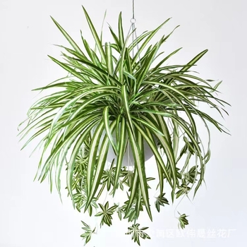 Didmeninė prekyba dirbtinėmis 5 šakų aukso apvadu apipintomis medžiaginėmis vorinėmis orchidėjomis, augalų sienų aksesuarais, dirbtinėmis gėlėmis, dekoratyviniais papuošalais, dirbtinėmis gėlėmis