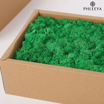 Amžinos samanos, elnių samanos, didmeninė prekyba dekoratyvinėmis dovanų dėžutėmis, samanų sienos samanos, meno samanos