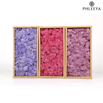 Amžinos samanos, elnių samanos, didmeninė prekyba dekoratyvinėmis dovanų dėžutėmis, samanų sienos samanos, meno samanos