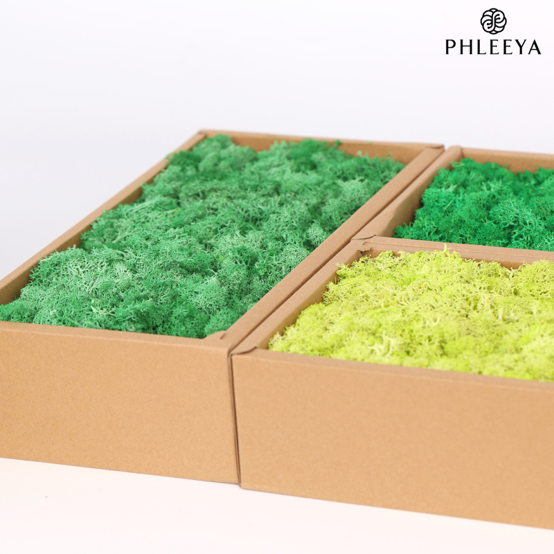 Amžinos samanos, elnių samanos, didmeninė prekyba dekoratyvinėmis dovanų dėžutėmis, samanų sienos samanos, meno samanos